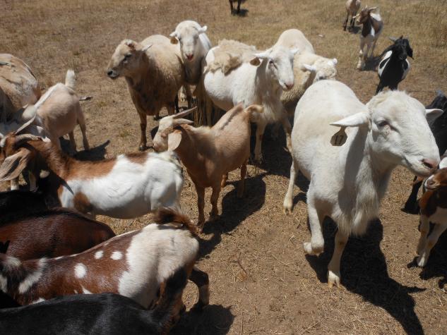 Sheep and goats. A new MU Extension publication looks at preparing small ruminants for breeding season. Photo courtesy of David Brown.