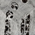 Microscopic view of white oak.