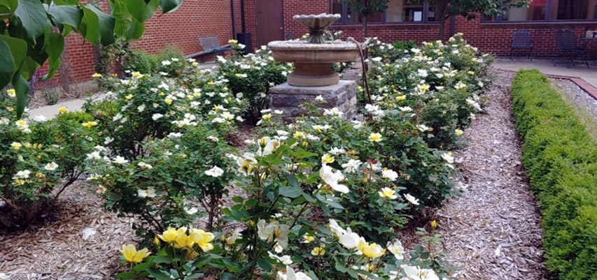 A bed of yellow roses.