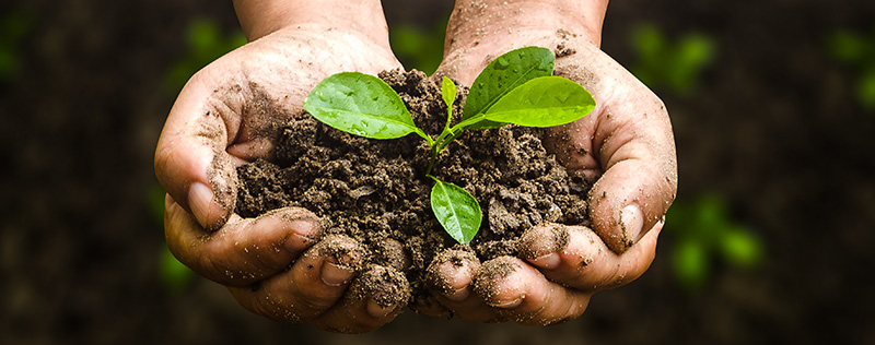 soil and plant in hands