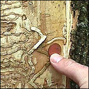 Emerald Ash Borer damage