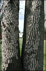 Woodpecker damage