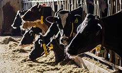 Dairy cows in a row eating