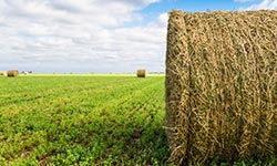 Bales of alfalfa in a field