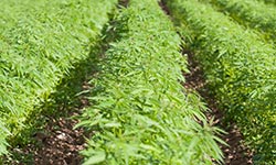 Rows of industrial hemp growing