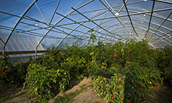 Rows of plants in high tunnel