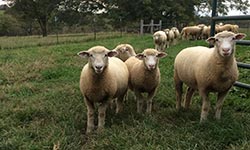 Sheep in a field