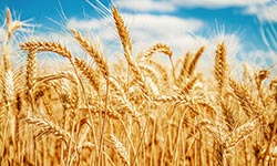 Wheat field against a blue sky