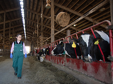 Vet in cowshed completing form