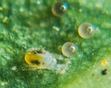 Spider mite