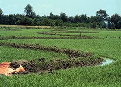 Cascade flooding of rice field