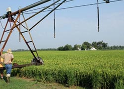 Center pivot irrigation of rice field