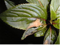 Eriophyid mite injury on Bradford pear