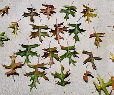 botrytis blight peony