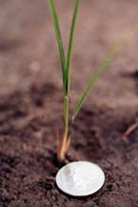 Closeup of rice plant at first tiller growth stage