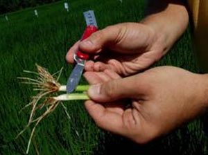 Closeup of rice stems