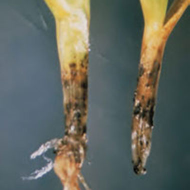 Anthracnose