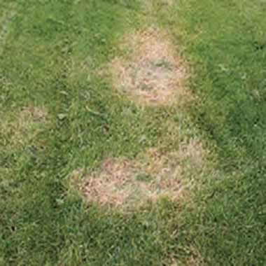 Ascochytha Leaf Blight