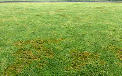 pythium blight