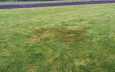 pythium blight