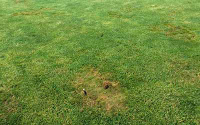 pythium blight