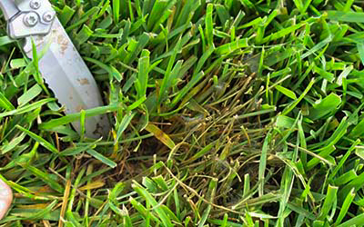 pythium blight