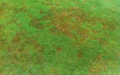 pythium root rot