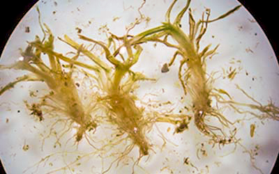 pythium root rot