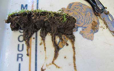 pythium root rot