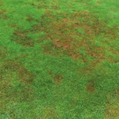 Pythium Root Rot