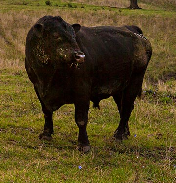 A bull standing in a field.