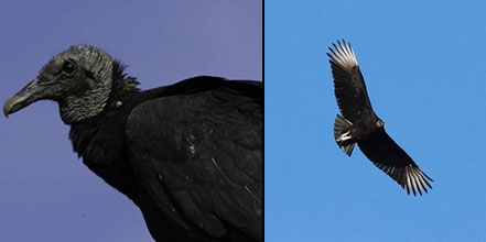 black vultures