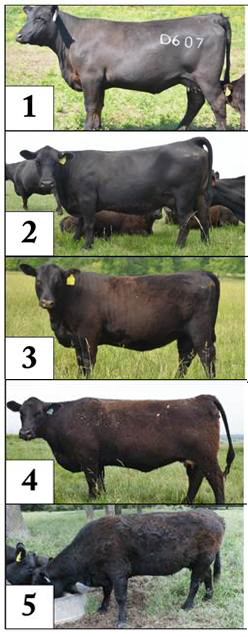 cow hair shedding chart