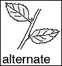 Alternate leaves