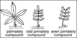 Compound leaves