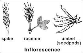 Inflorescence