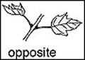 Opposite leaves