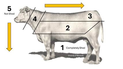 cow chart