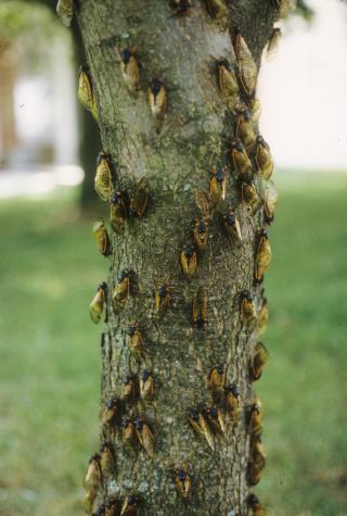 Adult periodical cicadas.Bruce Barrett, entomologist for University of Missouri Extension