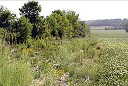 Field with varied vegetation