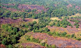 Early success vegetation in habitat management