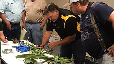 A group conducting nitrate testing on corn.