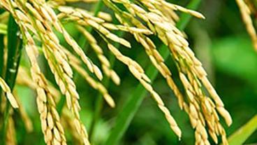 Closeup of rice plant