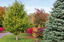 Trees and brightly colored bushes.