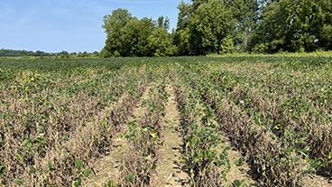 Research field of crops.