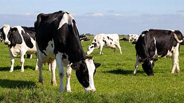 Cows grazing in field