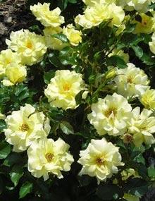 Floribunda roses.