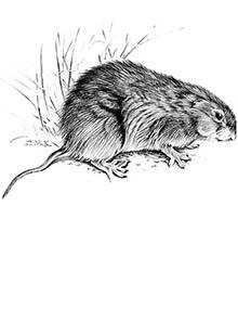 A meadow vole.