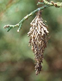 Bagworm caterpillar bag hanging from a branch.