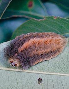 Crinkled flannel moths caterpillar.